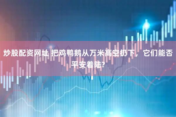 炒股配资网址 把鸡鸭鹅从万米高空扔下，它们能否平安着陆?